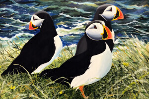 Puffins on the Isle of Staffa by Bob Wynne