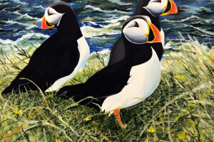Puffins on the Isle of Staffa by Bob Wynne